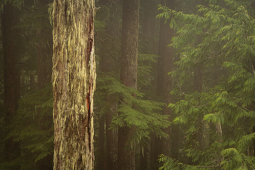 The Ancestor, Old Growth Forest, Mount Rainier, Washington