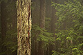 The Ancestor, Old Growth Forest, Mount Rainier