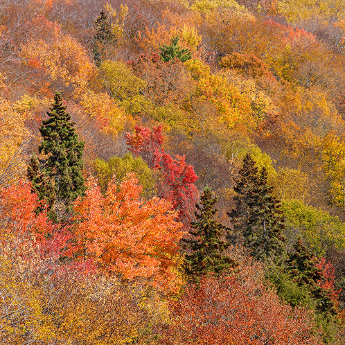 Autumn's Last Color, Michigan, Upper Peninsula