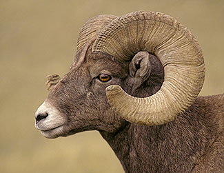 Big Horn Ram, Wildlife Portrait
