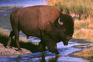 American Bison or Buffalo in Yellowstone National Park