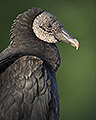 American Black Vulture, South Florida