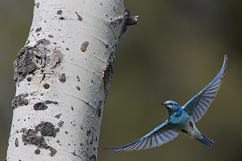 On the Wing, Mountain Bluebird