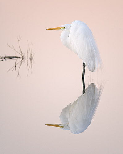 Great Egret, Dawn Reflection
