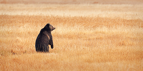 Grizzly Meadow, Yellowstone National Park, Wyoming
