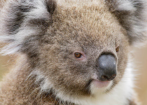 Koala Bear, Phillip Island, Victoria, Australia