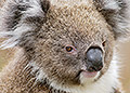 Koala #1, Phillip Island, Victoria, Australia