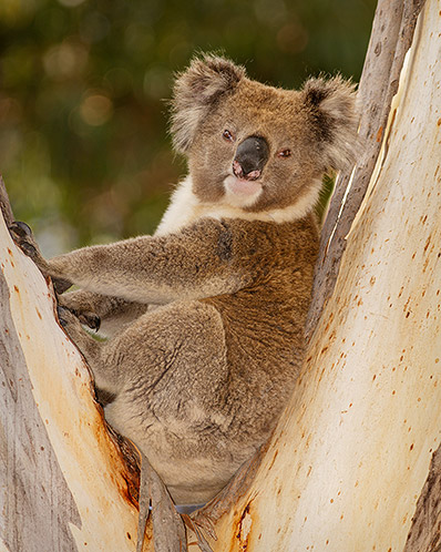 Koala #2, Great Otway National Park, Victoria, Australia