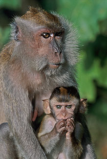 Mother and Son, Long-Tailed Macaque, Malaysia