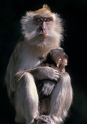 Comforting Baby, Long-Tailed Macaque, Malaysia