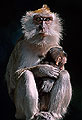 Comforting Baby, Long-Tailed Macaque, Malaysia