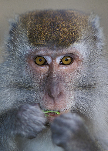 Long Tailed Macaque, Sarawak, Borneo
