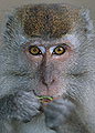 Long-Tailed Macaque, Sarawak, Borneo