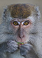 Long-Tailed Macaque, Sarawak, Borneo