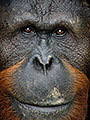 Windows to the Soul, Orangutan, Borneo