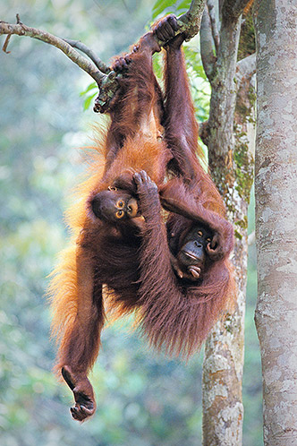 Hanging Around, Orangutans, Malaysian Borneo