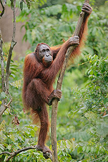 Male Orangutan, Sabah, Malaysia 