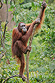 Male Orangutan, Sabah, Malaysia