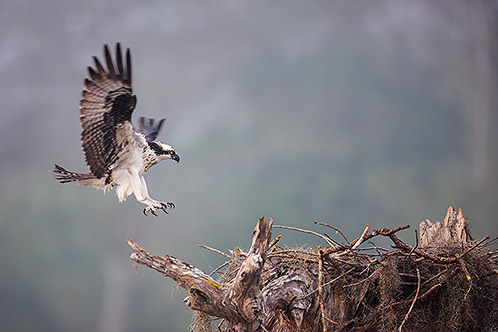 Coming Home, Osprey