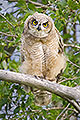 The Look, Great Horned Owlet