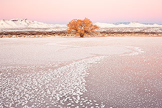 Pond and Tree, Winter Dawn, New Mexico