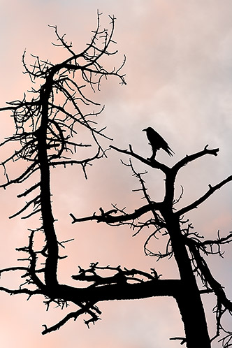 Raven Tree Sunset, Bryce Canyon National Park, Utah