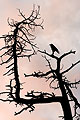 Raven Tree Sunset