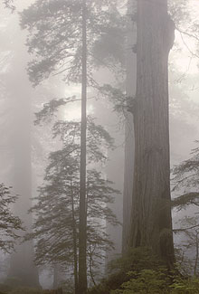 Among Giants, Ancient Redwood Forest