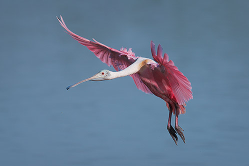 Roseate Spoonbill, Landing, Everglades