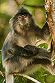 Silvered Leaf Monkey, Sarawak, Borneo