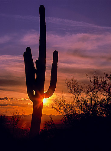 Saguaro Sunset, Saguaro National Park, Arizona