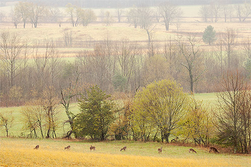 Seven Deer, Cades Cove, Great Smoky Mountains National Park, Tennessee