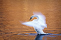 On Golden Water, Trumpeter Swan