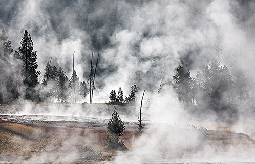 Thermal Woodland, Yellowstone National Park