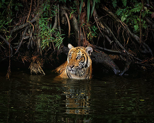 Among the Roots, Malayan Tiger, Malaysia