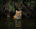 Cooling Swim, Malayan Tiger