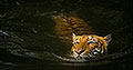 Malayan Tiger Swimming, Perak, Malaysia