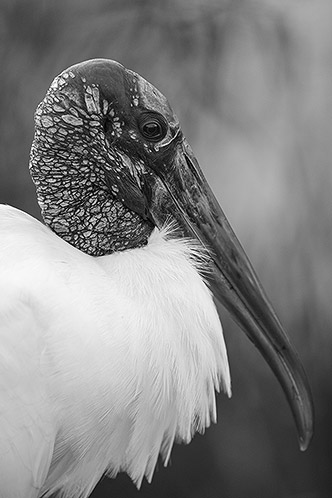 Wood Stork, South Florida