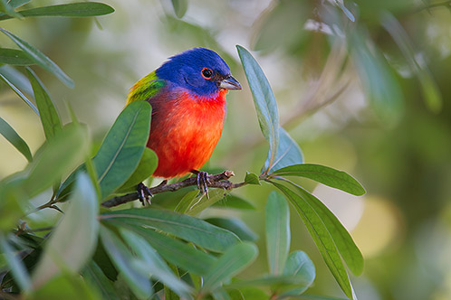 Male Painted Bunting #2, Florida