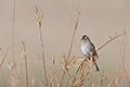 Rufous-winged Sparrow, Bosque del Apache Natioinal Wildlife Refuge, New Mexico