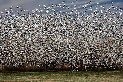 Snow Geese Cloud, Bosque del Apache Natioinal Wildlife Refuge, New Mexico