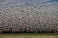 Snow Geese Cloud, Bosque del Apache Natioinal Wildlife Refuge, New Mexico