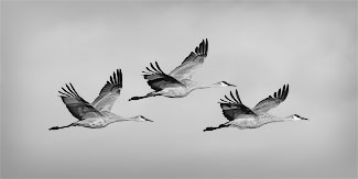 Winter Flight, Sandhill Cranes, Bosque Del Apache N.W.R.