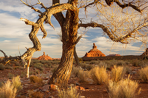 Cottonwood Tree and Monuments, Valley of the Gods, Utah