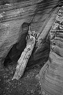 Log, Willis Creek Canyon, Utah