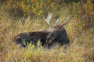 Young Bull Moose Resting, Grand Teton National Park, Wyoming