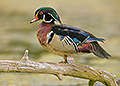 Male Wood Duck, Cleveland Metroparks, Ohio