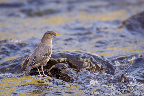 American Dipper, On the Lookout
