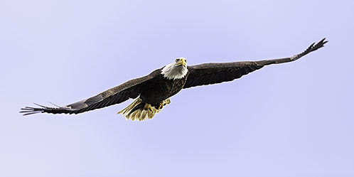 Bald Eagle in Flight with Breakfast