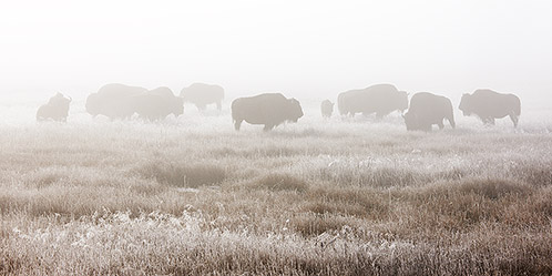 Bison Herd in Fog, Yellowstone National Park